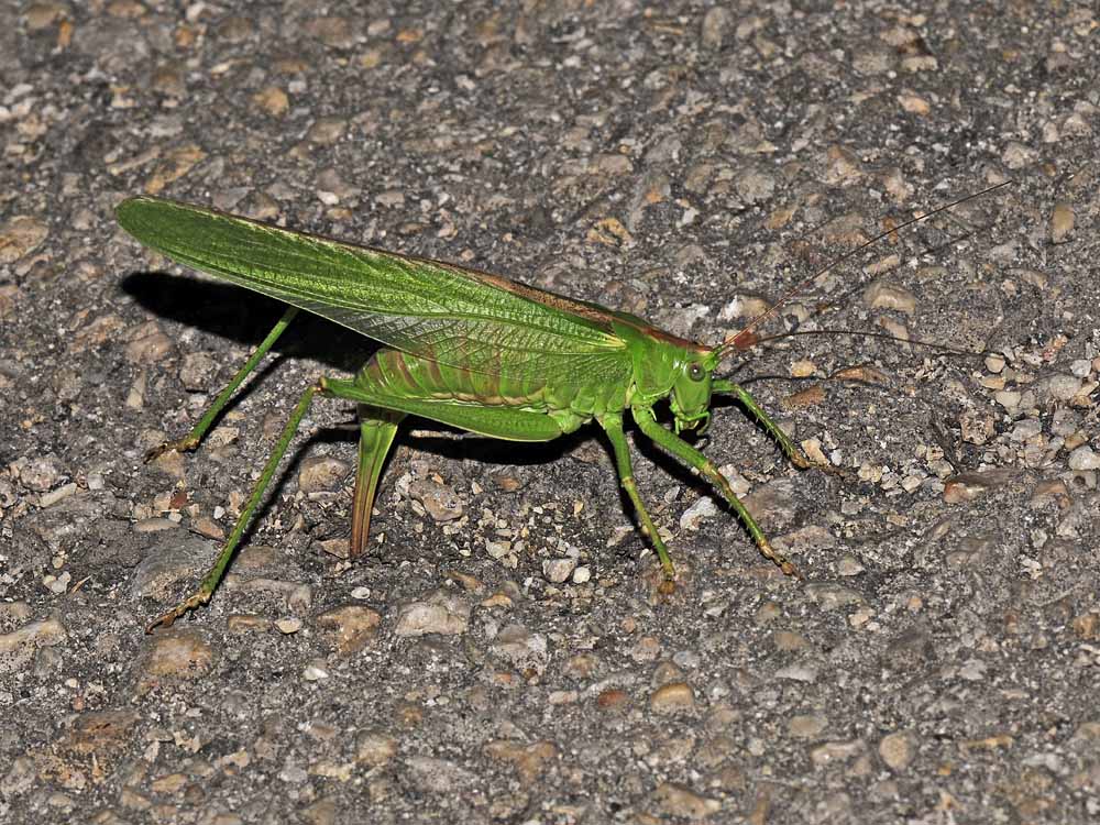 Tettigonia viridissima ed Eupholidoptera chabreri: deposiz.